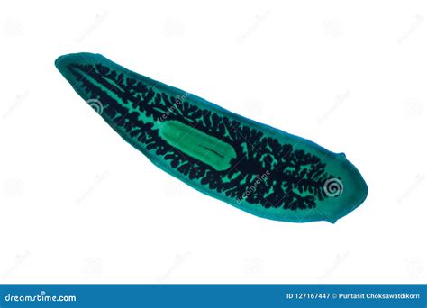 Planaria Flatworm Under Microscope View. Stock Photo | CartoonDealer ...