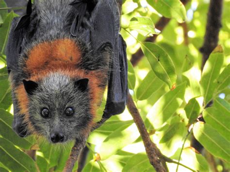 Grey-headed flying-fox - Australian Conservation Foundation