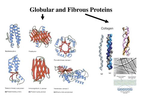 PPT - Proteins PowerPoint Presentation, free download - ID:478226