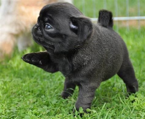 Baby pug | Black pug puppies, Cute pugs, Baby pugs