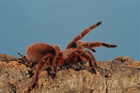 Erschreckend Diktator Autobiographie tarantula goliat gigante ...