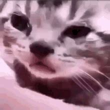 Rip Cry GIF - Rip Cry Cat - Discover & Share GIFs