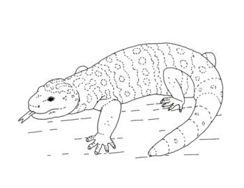 Gila Monster Coloring Page by Mama Draw It | Teachers Pay Teachers