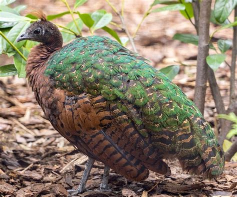 Female Congo Peafowl, Peahen (Afropavo congensis)