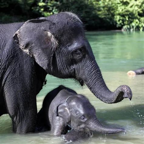 10 Sumatran Elephant Facts (Elephant Facts You Should Know)