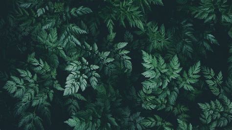 Green Leaves Desktop Wallpapers - Top Free Green Leaves Desktop Backgrounds - WallpaperAccess