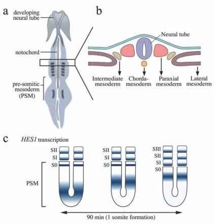 The Vertebrate Body Plan - Molecular Genetics - Fossil Hunters