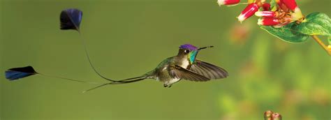 🔥 A male Marvelous Spatuletail hummingbird. : r/NatureIsFuckingLit