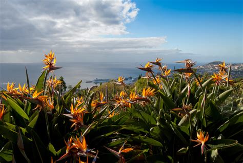 Hanna & Erkki Tamsalu travelogue: Funchal Botanical Garden