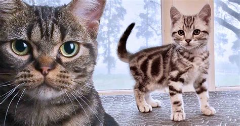 American Shorthair Cat Breed - All You Need to Know About the Breed