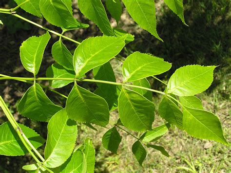 17 Species Of Ash Tree Leaves | What Do They Look Like? (With Pictures)