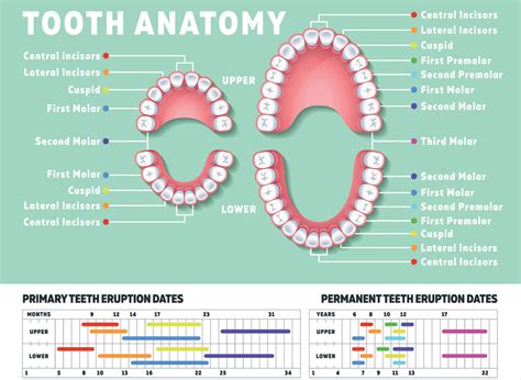 How many teeth do humans have? Kids v adult teeth. | Mouthpower.org