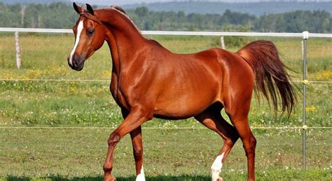 The 5 Most Expensive Horse Breeds in the World - Seriously Equestrian