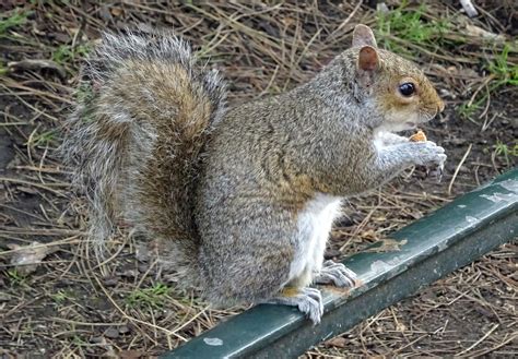 Squirrel Eating Nuts Free Stock Photo - Public Domain Pictures