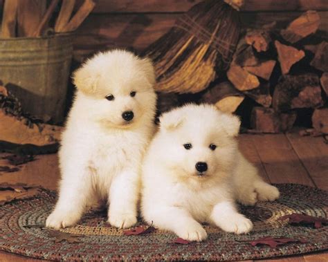 Two white American Akita puppies photo and wallpaper. Beautiful Two ...