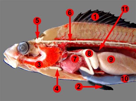 Internal Anatomy Of A Perch - The Anatomy Stories