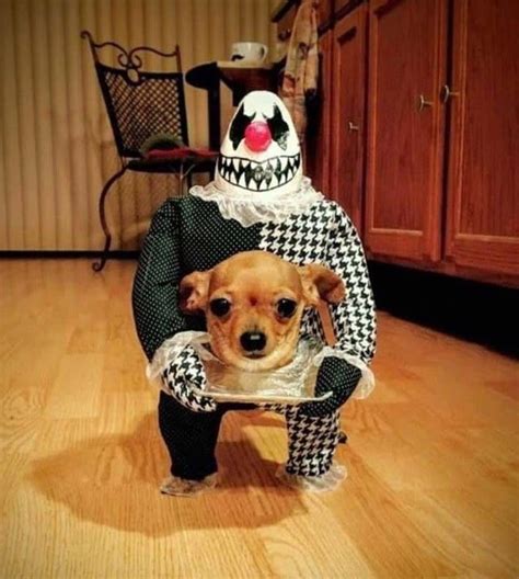 Interestingly creepy Halloween costume for a dog! : pics