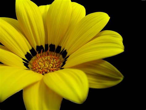 Wallpaper Of Yellow Flower, Great Yellow Flower, #9292