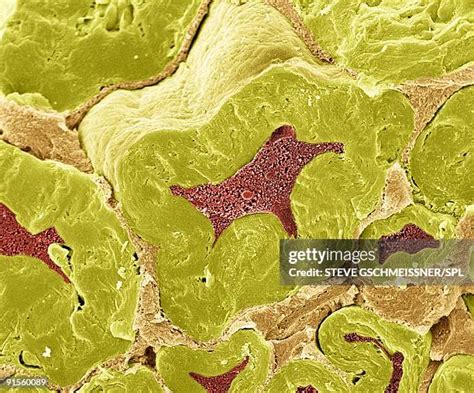 Neurons Microscope Photos and Premium High Res Pictures - Getty Images