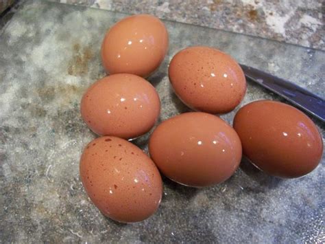 Rhode Island Red egg color - Page 4