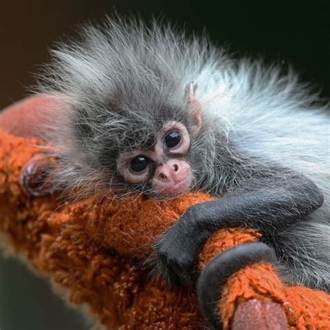 Baby Spider Monkey | Animal Babies | Pinterest