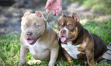 THE FLASHY TRI COLOR AMERICAN BULLY PUPPIES OF VENOMLINE | American ...