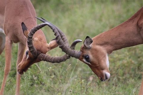 Free stock photo of animal, buck, bush