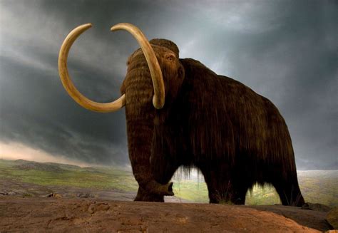 woolly mammoth | Size, Adaptations, & Facts | Britannica