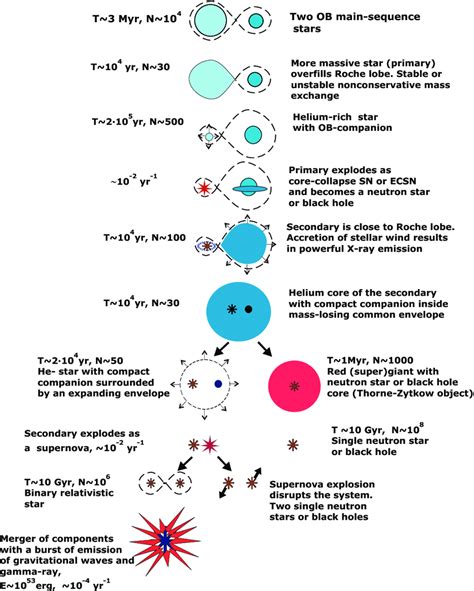 Evolutionary scenario for the formation of neutron stars or black holes ...