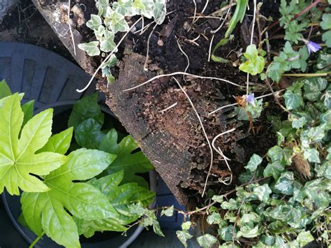 Rotting bed problem. HELP PLEASE! — BBC Gardeners' World Magazine