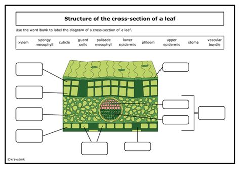 Structure of a leaf diagram + Answer sheet included | Teaching Resources