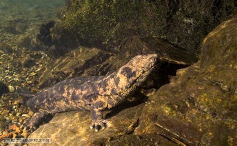 Japanese giant salamander - Alchetron, the free social encyclopedia