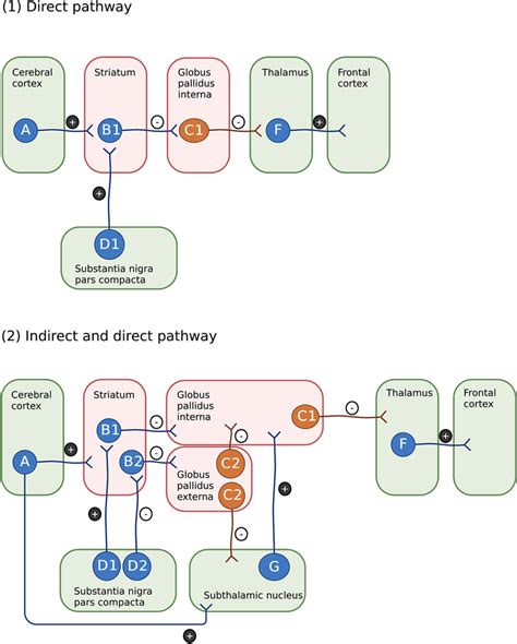 The role of GABAergic projection neurons in the basal ganglia. Striatal ...