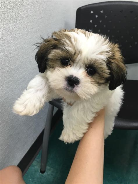 Mal-Shi puppy at 2 months! http://ift.tt/2bQF9Ld | Cute ^^ | Pinterest ...