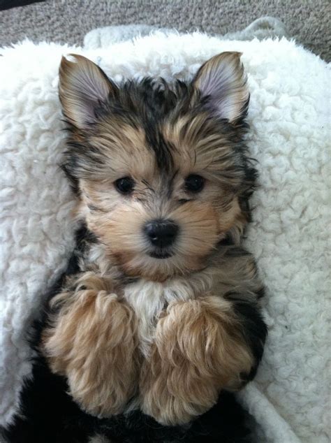 My morkie! | Yorkshire terrier puppies, Puppies, Morkie puppies