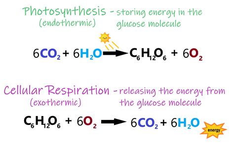 Cellular Respiration Formula With States