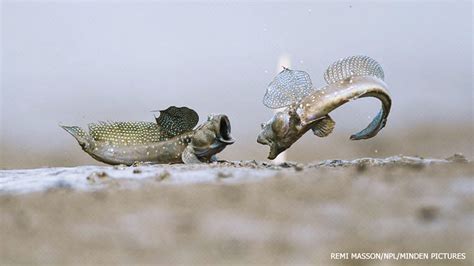 Mudskippers-Fish Out of Water - NWF | Ranger Rick