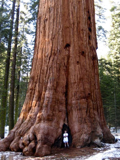 Séquoia géant | Mammoetboom, Tree, Oude bomen