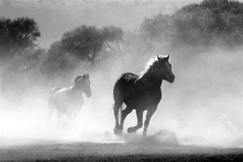 Running Horses Black White Royalty Free Photo