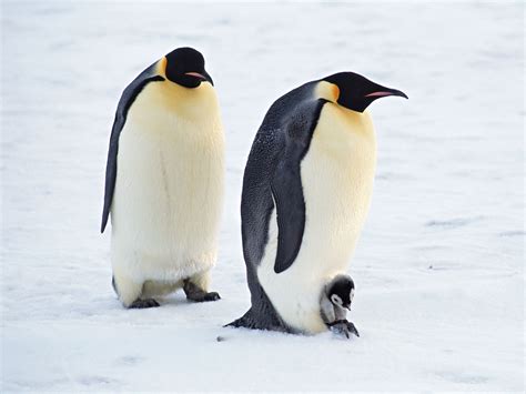 Arctic Penguins Pair Wallpapers | HD Wallpapers | ID #7290