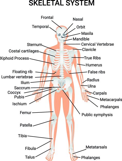 The Skeletal System Facts for Kids (Explained!) - Education site