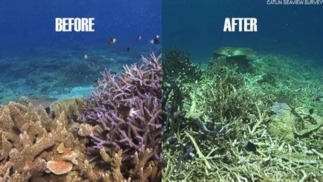 Timeline of the Destruction - Coral Reef Medicine