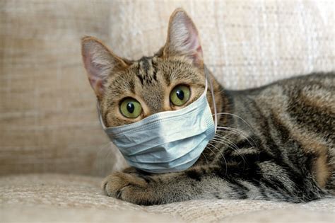 Premium Photo | Grey cat in a medical mask . animal health. coronavirus ...