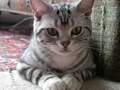 American Shorthair Silver Tabby | American Shorthair~Love to have one…