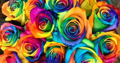 DIY Summer Rainbow Roses