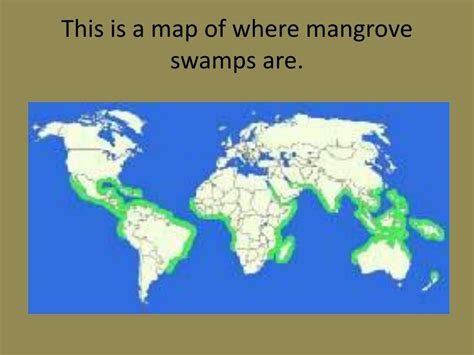 PPT - Mangrove Swamps PowerPoint Presentation, free download - ID:1862684