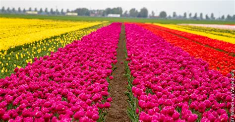 Tulip Tour - 9 Day - Amsterdam to Bruges Bike & Barge Tour - Holland ...