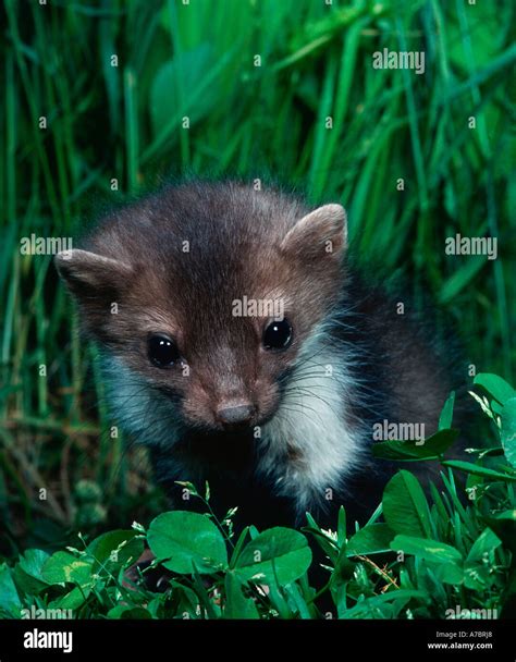 Beech Marten Stock Photo - Alamy