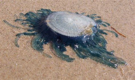 A blue button "jellyfish" beached on a Texas Gulf beach. Photo ...