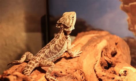 Bearded Dragon Enclosure Size Guide (Tank Size Chart)